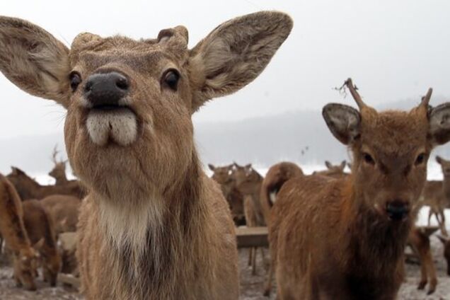 От оленя до медведя: где посмотреть на диких животных в Украине