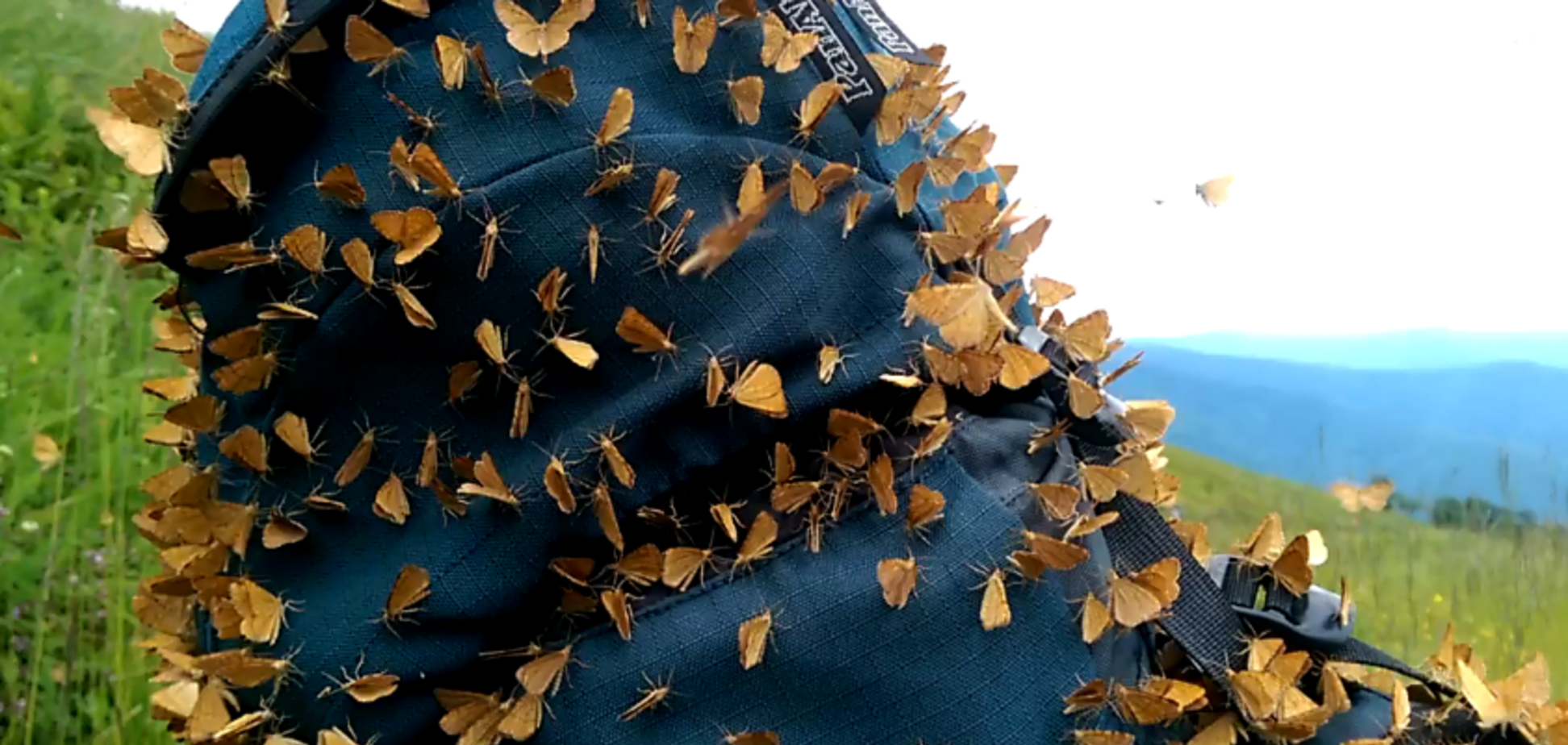 Нашествие бабочек в Карпатах: опубликовано видео