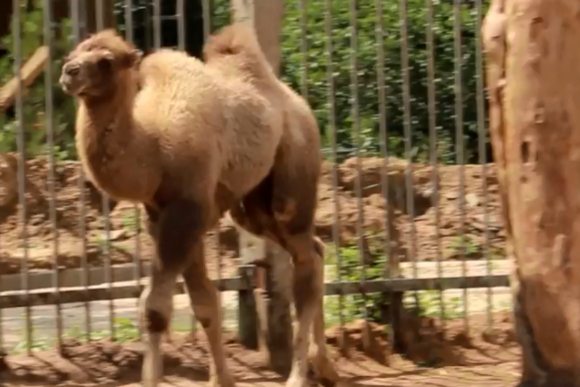 В Харькове выбрали имя верблюжонку: видео