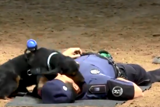 'Воскресив' господаря: пес-рятувальник став зіркою мережі