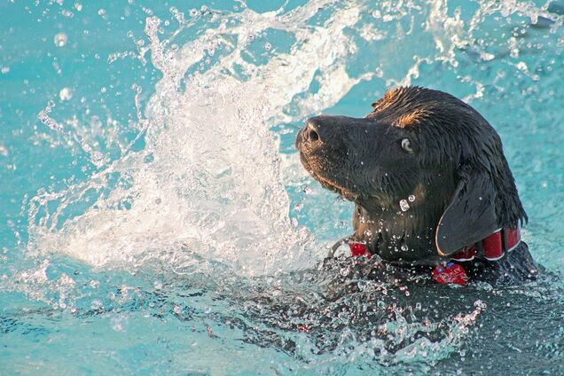 'Буек наш!' В сеть попал забавный инцидент с собакой на пляже. Видеофакт