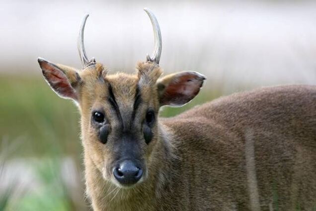 В Киевском зоопарке появились гавкающие олени: видео