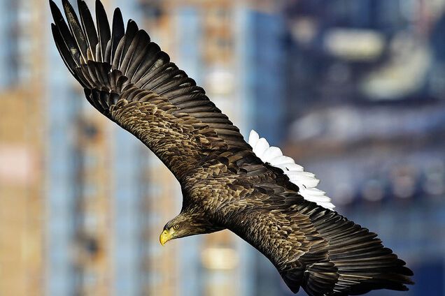В околицях Києва помітили рідкісних птахів-хижаків