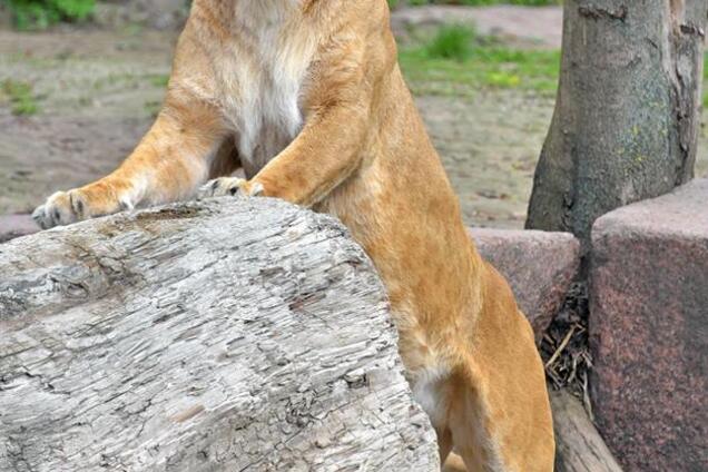 Амфитеатр и пеликанник: как изменится зоопарк в Киеве