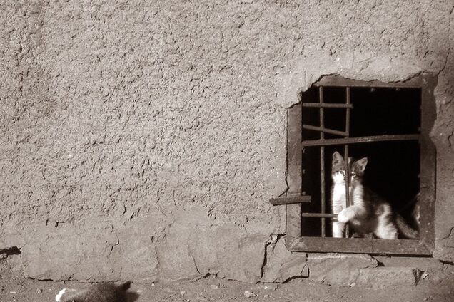 Живодер или тролль? Провокационные посты бойца АТО о котах разделили украинцев