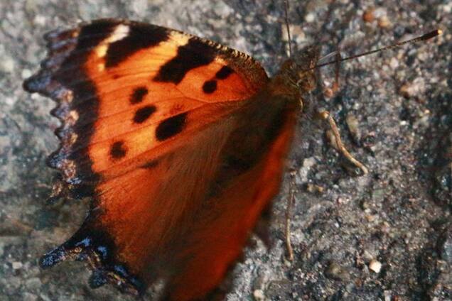 Нашествие бабочек в Киеве: названа причина