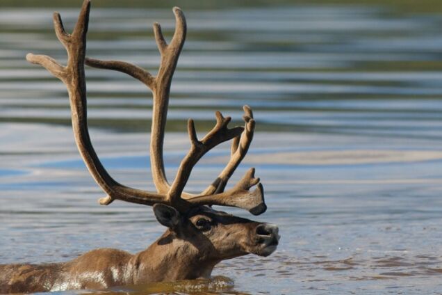 У Дніпрі помітили водоплаваючого оленя