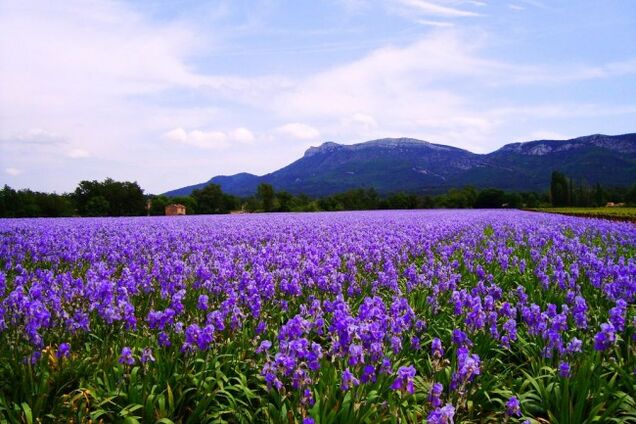 На Львовщине обнаружили долину краснокнижных цветов