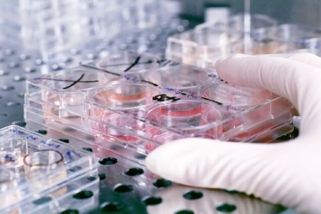 Гомункулюс: новости из пробирки