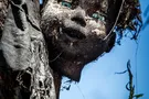 Остров кукол в Мексике