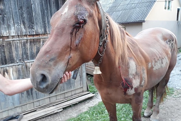 'Це не людина!' На Закарпатті колишній лісничий по-садистськи вчинив з конем