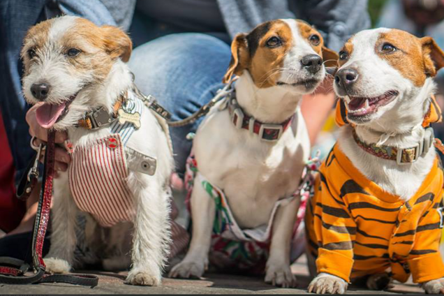В центре Киева соберутся сотни джек-расселов