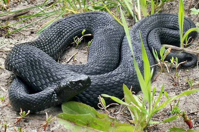 Вызывали авиацию: на Харьковщине ребенка спасали от укуса гадюки
