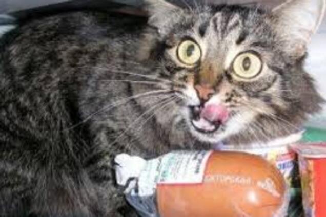 'Хороша ковбаса, треба брати!' Киян вразило відео з котом, який 'зламав' супермаркет