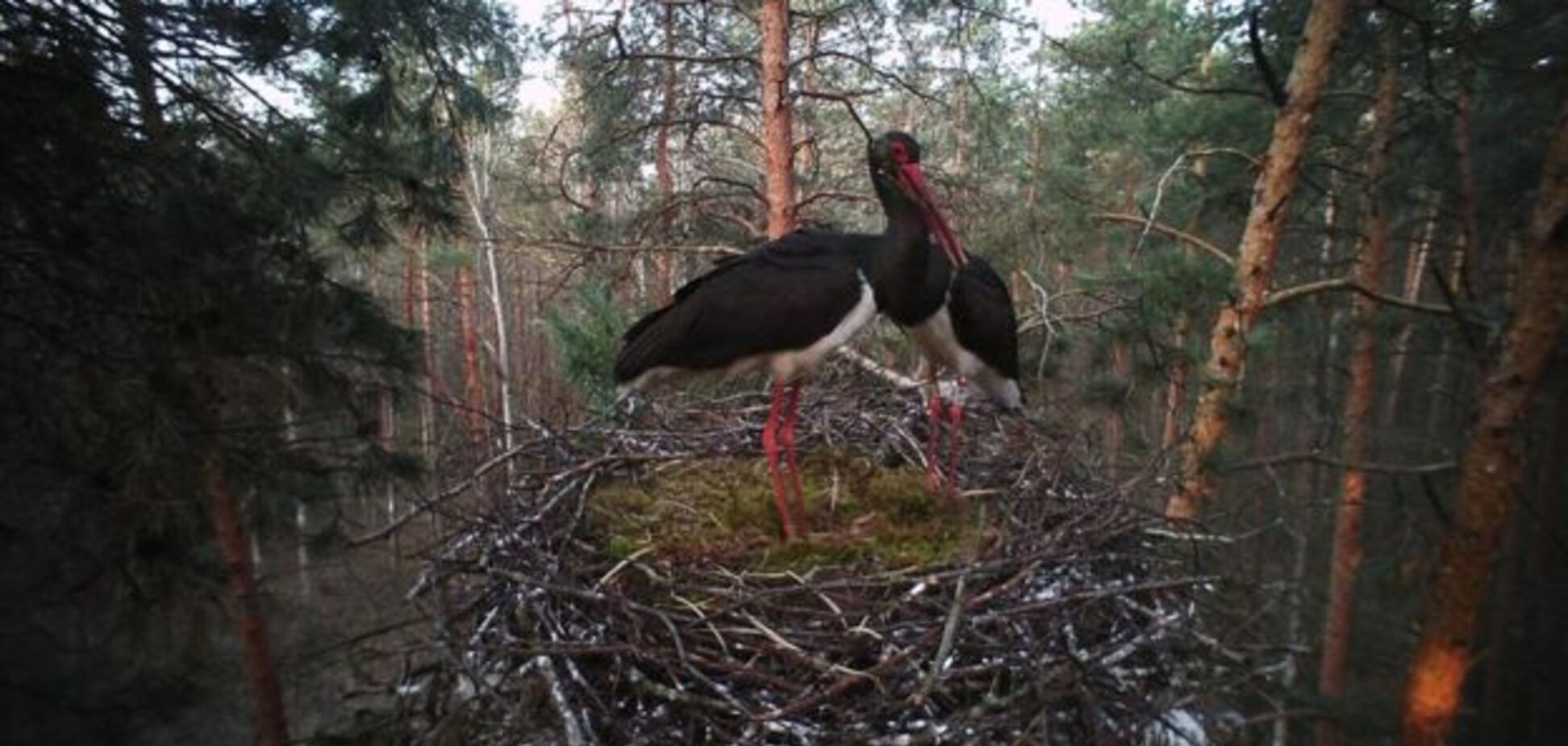 Унікальне явище: в Україну повернувся рідкісний птах