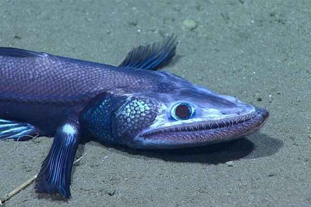 гермафродит : в сеть попали фото уникальных животных - последние новости туризма | Путешествия Обозреватель | OBOZ.UA