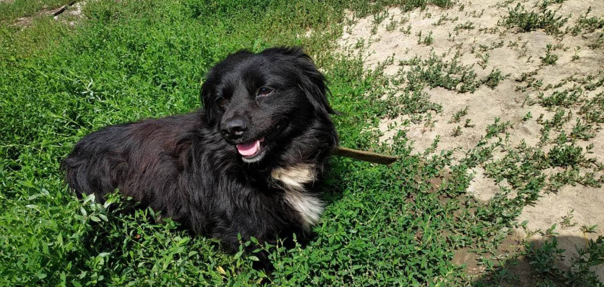 Друг у подарунок: четверо собак Дніпра, які шукають дім