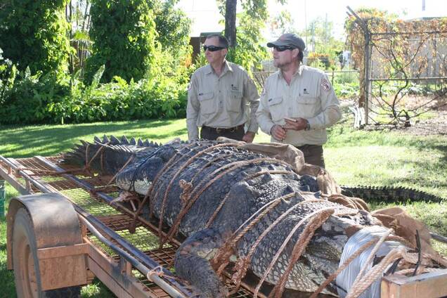 В Австралії зловили крокодила-монстра: як він виглядає