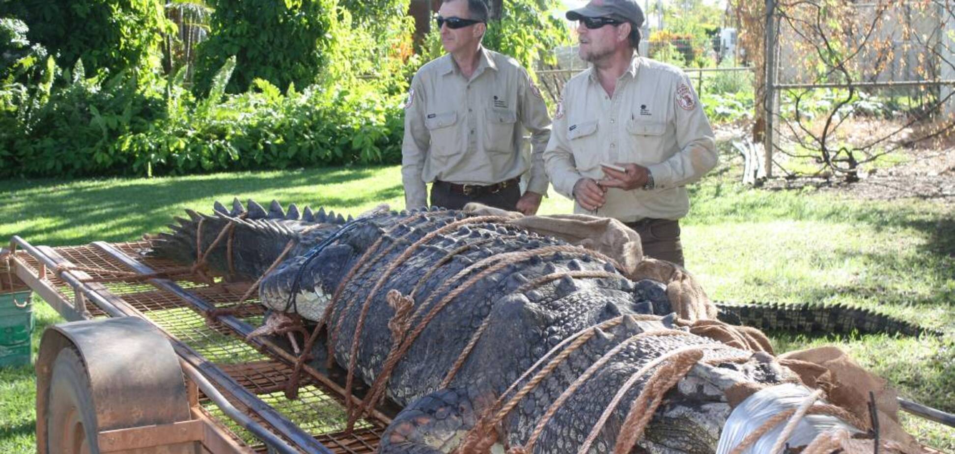 В Австралии поймали крокодила-монстра: как он выглядит