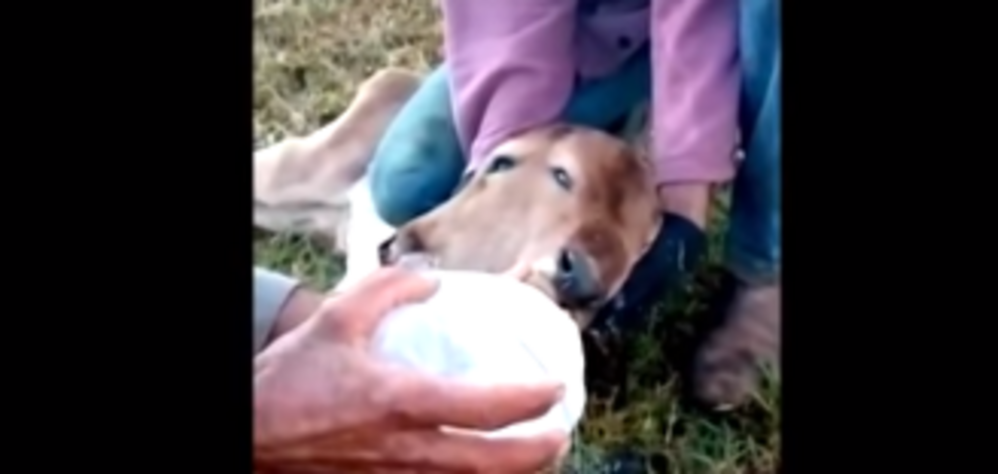 Чотири ока, два рота: в Бразилії народилося теля-мутант. Відеофакт