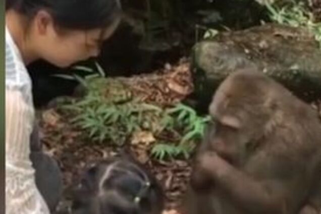 В Китае обезьяна 'нокаутировала' девочку после угощений: момент попал на видео