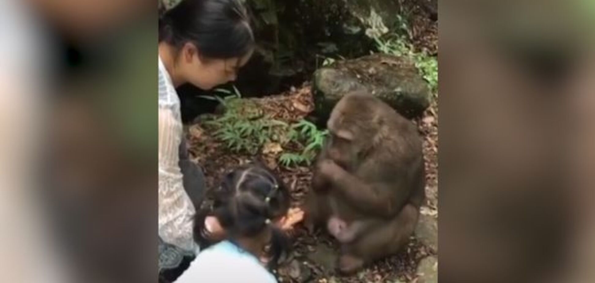 В Китае обезьяна 'нокаутировала' девочку после угощений: момент попал на видео