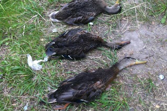 'Счет идет на сотни': киевляне забили тревогу из-за массового мора птиц