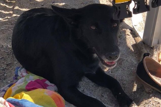 Одесский Хатико: собака весь день ждала свою погибшую хозяйку