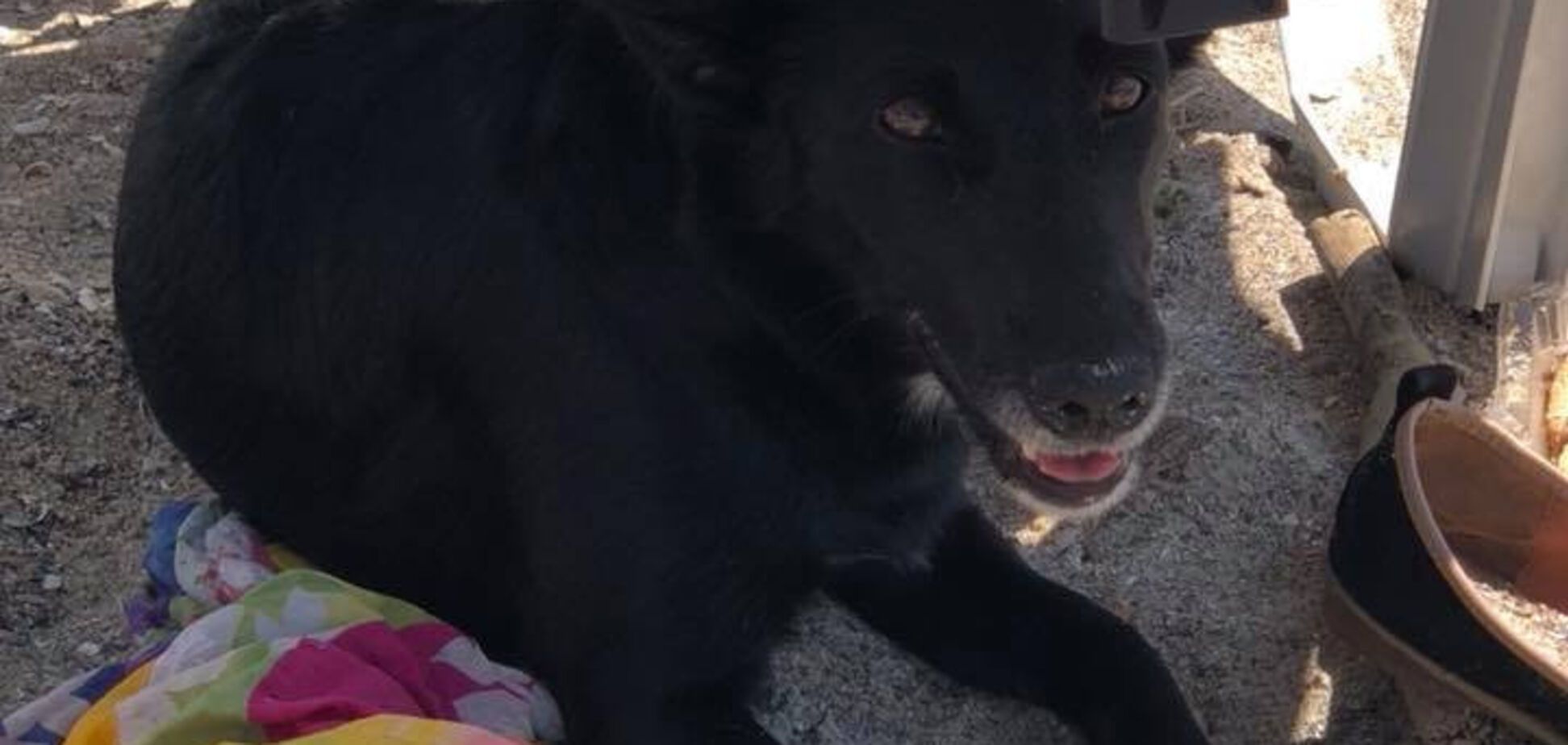 Одеський Хатіко: собака цілий день чекав на свою загиблу господарку