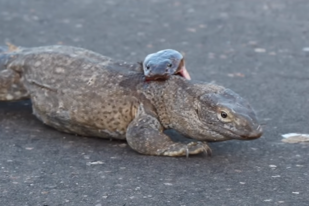 Туристка сняла зрелищную схватку кобры с вараном в ЮАР: видео