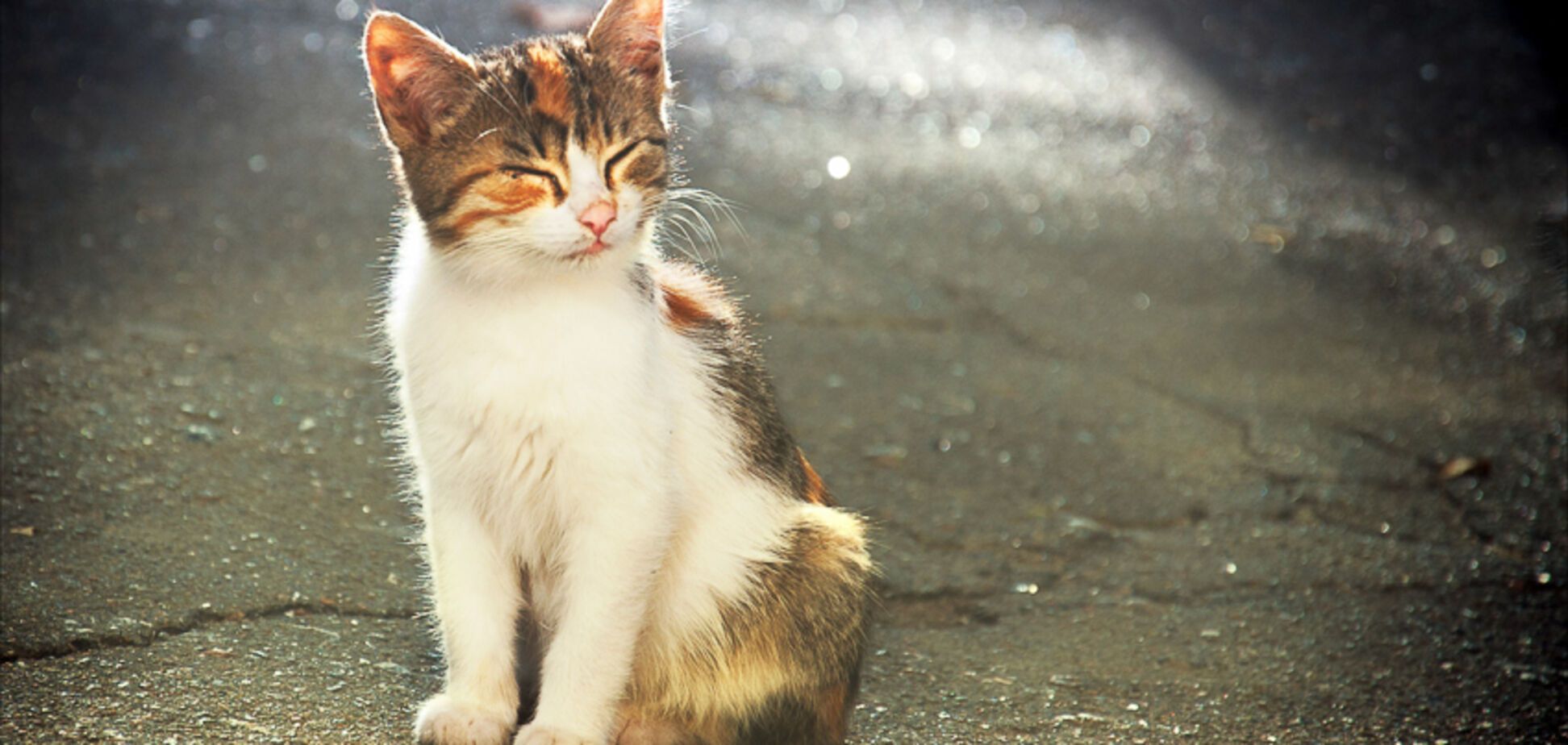 Труїла і замовила вбивство: одеситка оголосила війну котам