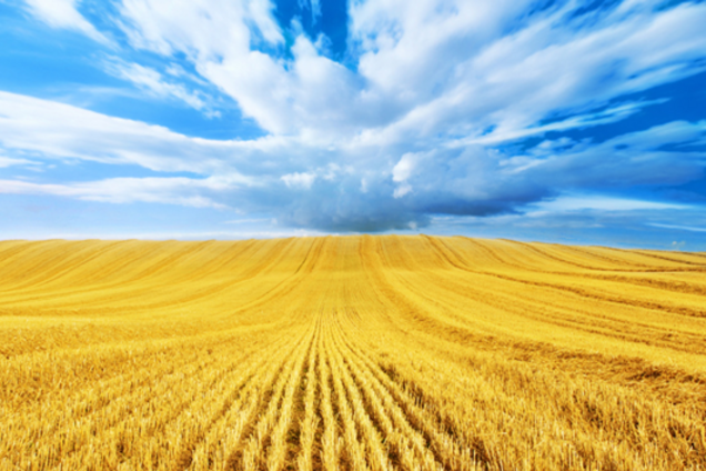 Вот включишь телевизор – и волосы дыбом. Неужели в Украине все так плохо?