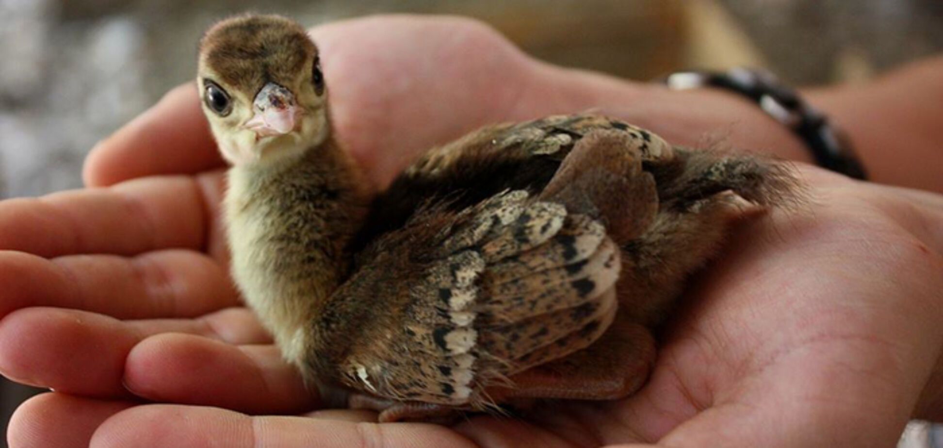 'Никогда такого не видели': сеть пришла в восторг от птенца павлина