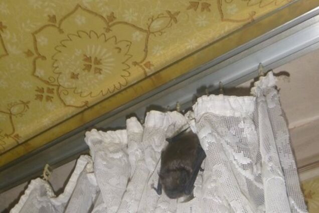 Летучие мыши атакуют киевлян: фото