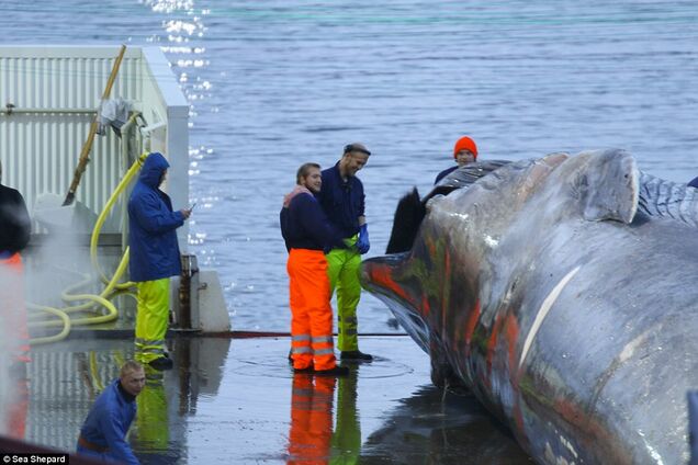 В Исландии убили самое большое животное в мире