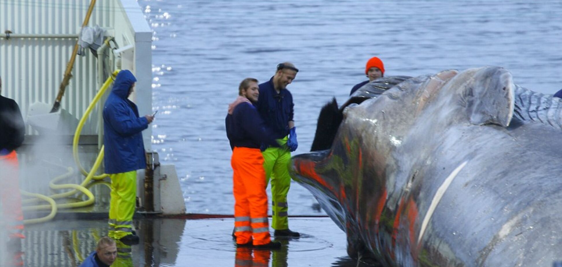 В Ісландії вбили найбільшу тварину у світі