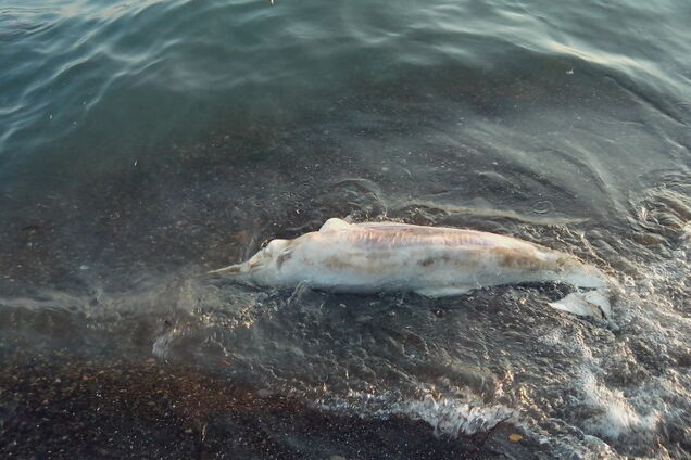 На украинском курорте нашли мертвого дельфина: видео
