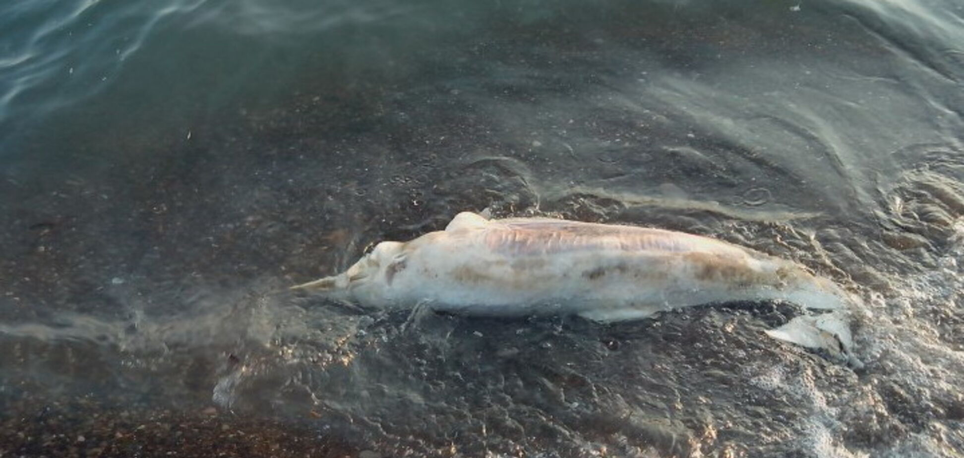 На українському курорті знайшли мертвого дельфіна: відео