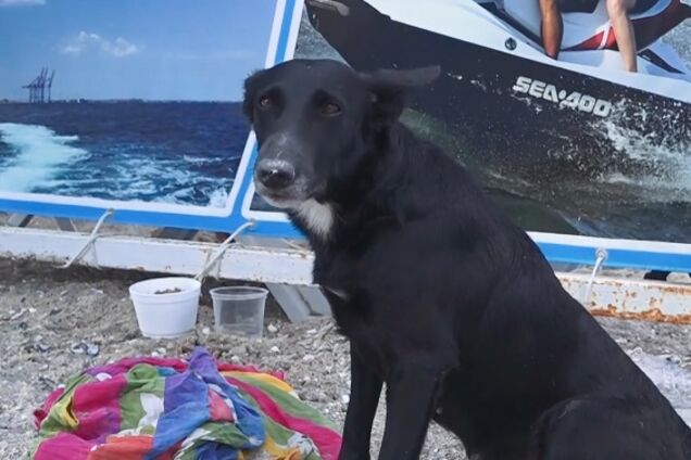 Хатико дождался: пропавшую одесситку нашли живой. Видео