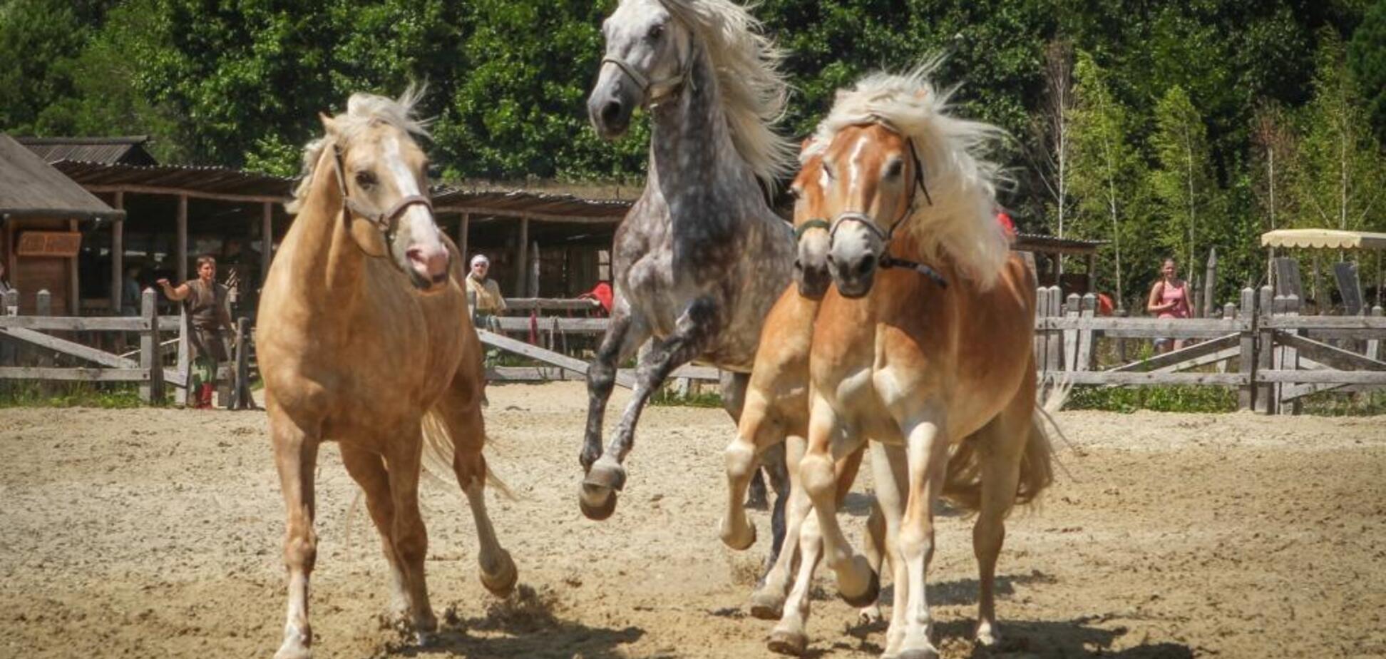 Під Києвом представлять унікальну колекцію коней