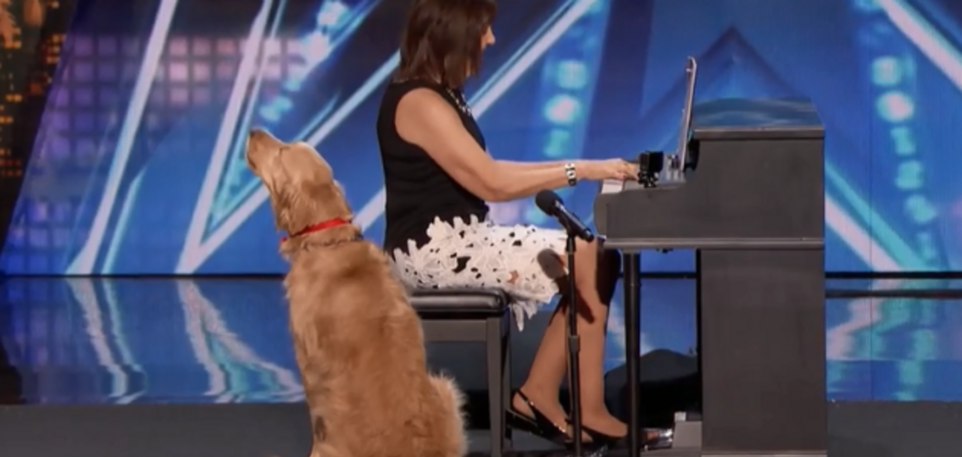 Собака спела песню и стала звездой талант-шоу в США: видеофакт