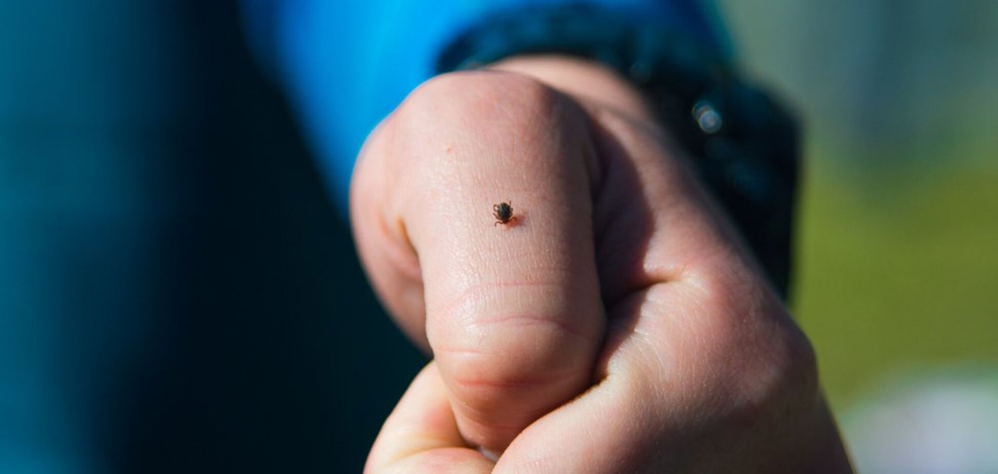 Куда бежать при укусе клеща: круглосуточные пункты в Киеве