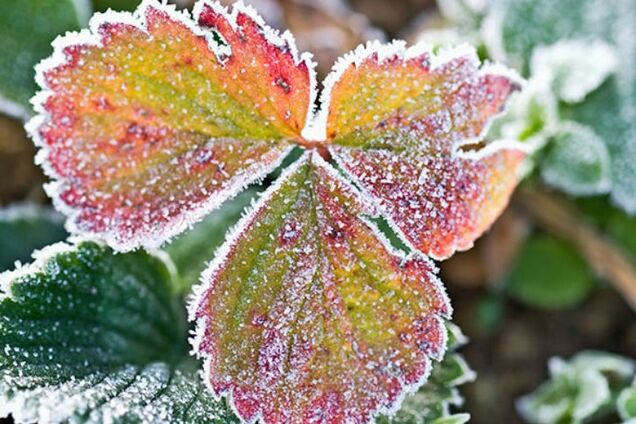 Без жары, но с заморозками: прогноз погоды на лето и осень