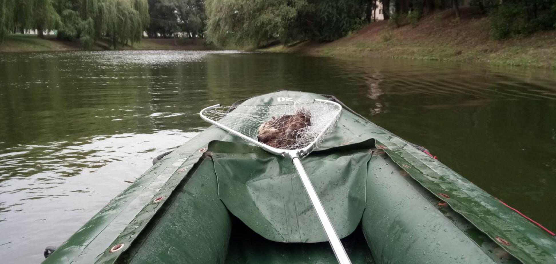В Киеве продолжают умирать утки