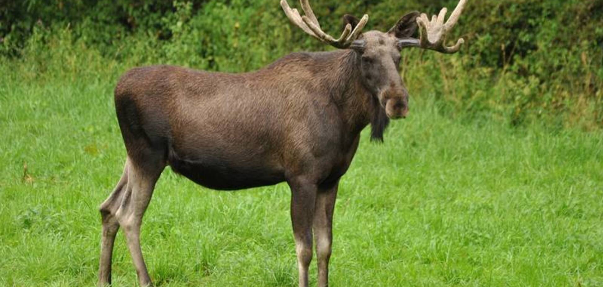 Прикинуться лосем: контрабандист удивил пограничников