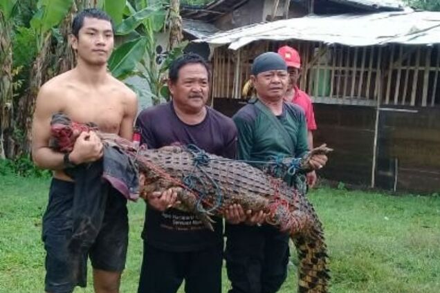 Кровавая месть: в Индонезии убили сотни крокодилов