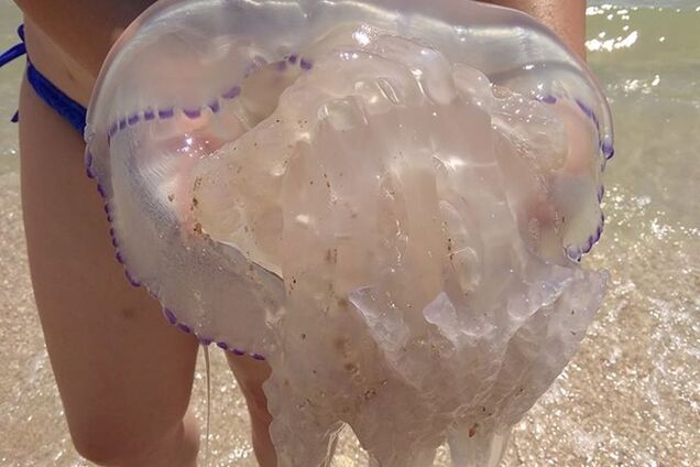 Гігантські медузи налякали відпочиваючих на запорізькому курорті