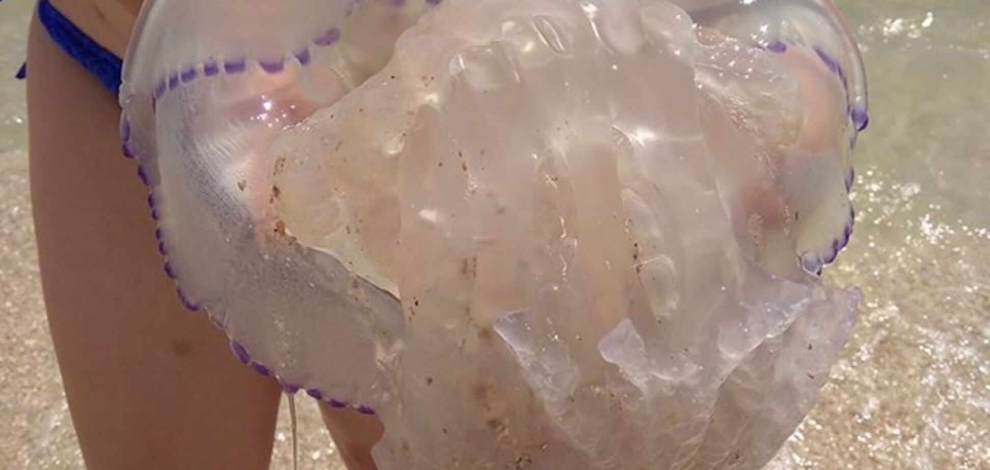 Гігантські медузи налякали відпочиваючих на запорізькому курорті