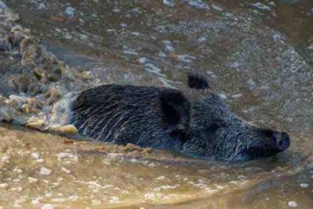 В Херсоне дикий кабан переплыл Днепр
