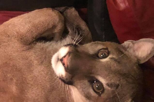 Как американка приручила пуму, попавшую к ней в дом: видео